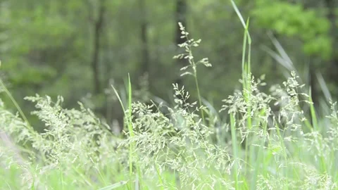 Grass at the edge of the forest. 스톡 동영상 155365316