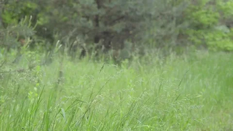 Grass at the edge of the forest. 스톡 동영상 155366591