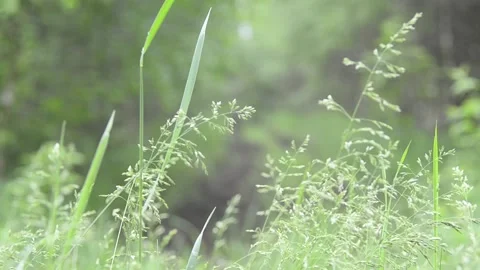 Grass at the edge of the forest. Video stock 155367399