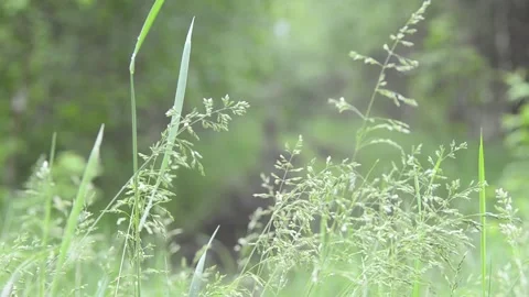 Grass at the edge of the forest. Video stock 155367539