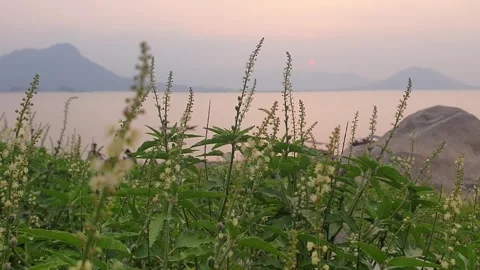Grass on the edge of the lake Stock Footage 254362161