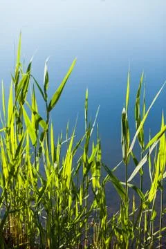 Grass at the edge of a lake Stock Photos