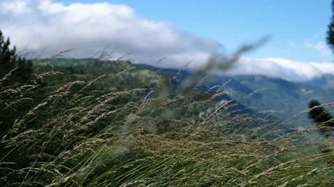 The grass on the edge of the mountain plateau sways in the wind. Close-up view Stock Footage 140286531