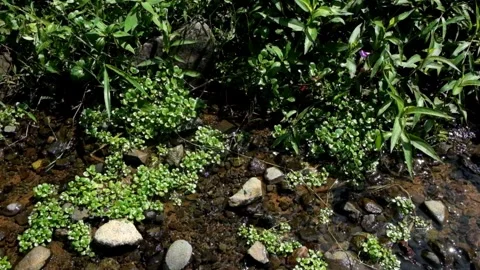 Grass on the edge of a rocky river Stock Footage 297631157