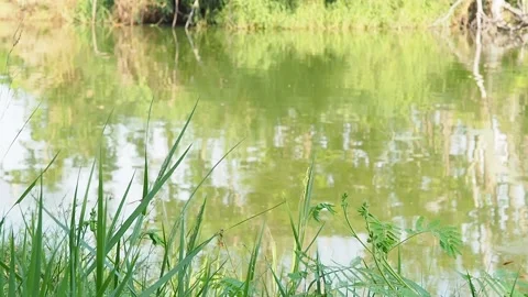 The grass on the edge of the swamp is blown up by the wind. Stock Footage 154507617