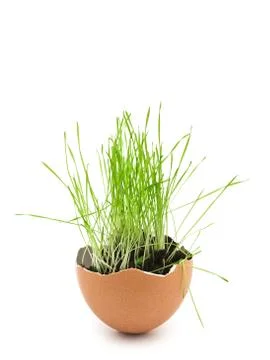 Grass In Egg Shell Stock Photos