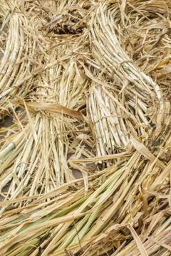 Grass for elephant dung compost. Stock Photos