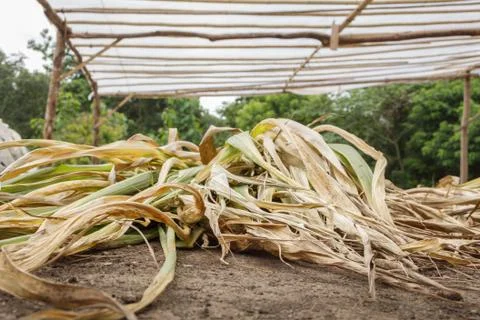 Grass for elephant dung compost. Stock Photos