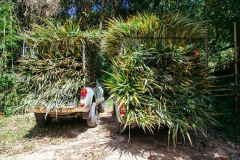 Grass for elephant Stock Photos