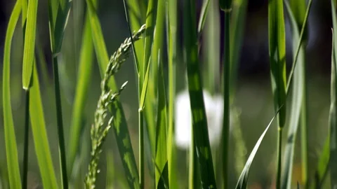 Grass, Elymus repens leaves swaying from the wind in sun. Macro, clouse up. Stock Footage 130104416