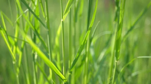 Grass, Elymus repens leaves swaying from the wind in sun. Macro, clouse up. Stock Footage 130104440