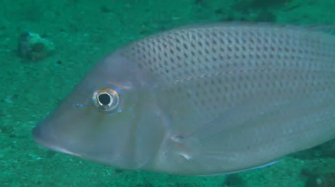 Grass emperor swimming, Lethrinus laticaudis, HD, UP22654 Stock Footage 38297007