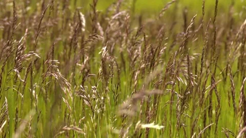 Grass in an endless meadow Stock Footage 142278097