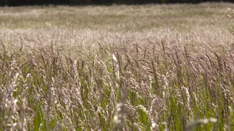 Grass in an endless meadow in the wind Stock Footage 142278141