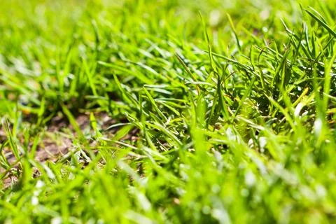 Grass enlightened by the sun Stock Photos