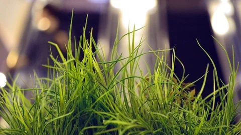 Grass at escalator with moving people Stock Footage 113679742