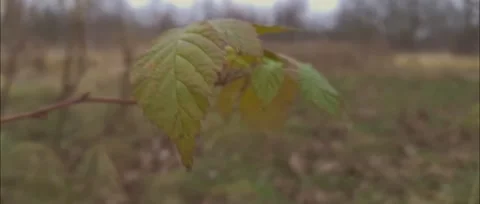 Grass in the evening in autumn Stock Footage 186238176