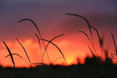 Grass on evening sky background Stock Photos