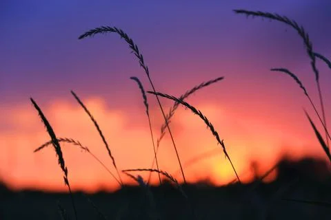 Grass on evening sky background Stock Photos