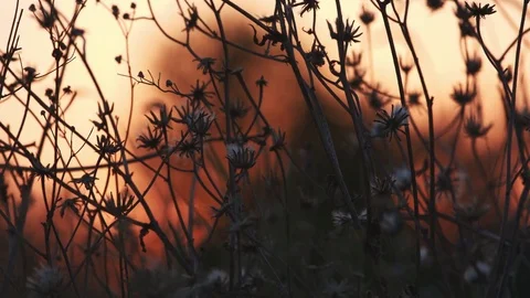 Grass in the evening sun Stock Footage 79524762