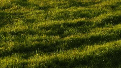 Grass in evening sunlight Stock Footage 73908239