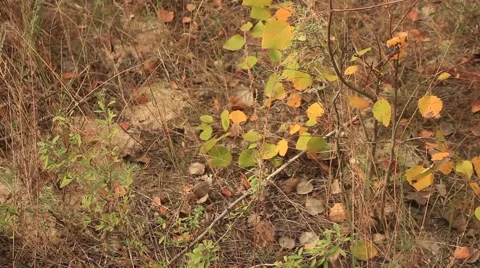 Grass fall Video stock 55505915