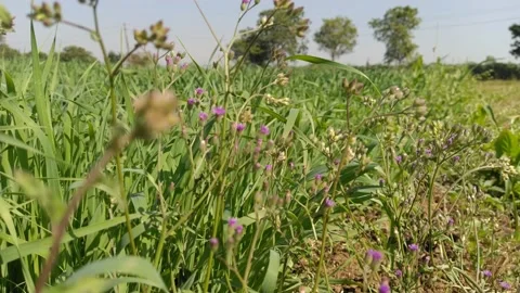Grass in farm Stock Footage 144718444