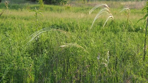 Grass a feather grass on a green background. Stock Footage 103608271