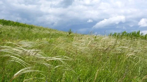 Grass Feather Grass on the summer day Stock-Footage 77864846