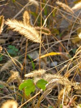 Grass with feather look buds Stock Photos
