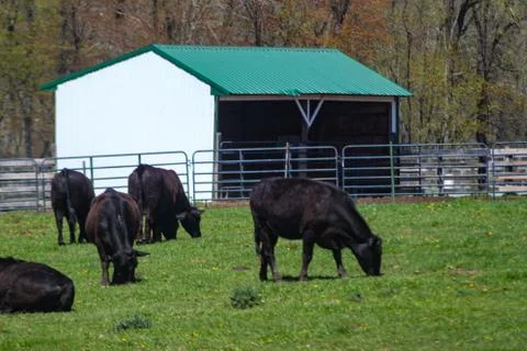 Grass Fed Beef Cows Grazing Stock Photos