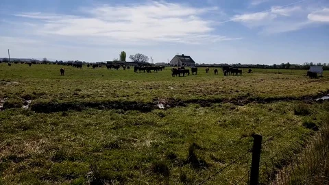 Grass Fed Beef Video stock 88934513