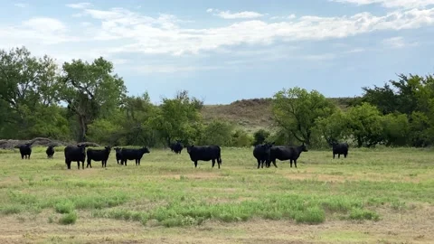 Grass-fed Black Angus Beef Cattle on Green Pasture Stock Footage 139079073