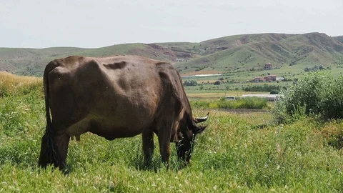 Grass fed cows in a green field Stock Footage 93588932