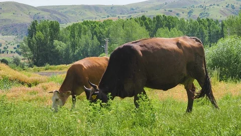 Grass fed cows in a green field Stock Footage 93589739