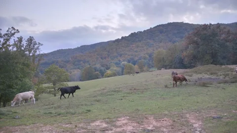 Grass-Fed Free-Range Cows in open landscape with mountain view farm land 動画素材 219893130