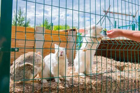 Grass fed white rabbit in a cage Stock Photos