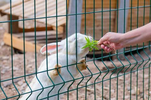 Grass fed white rabbit in a cage Foto stock