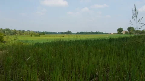 Grass field 01 Video stock 5088139