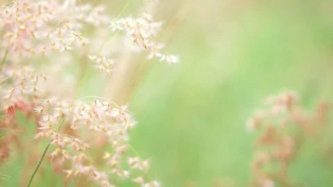 Grass field 1 스톡 동영상 75299225