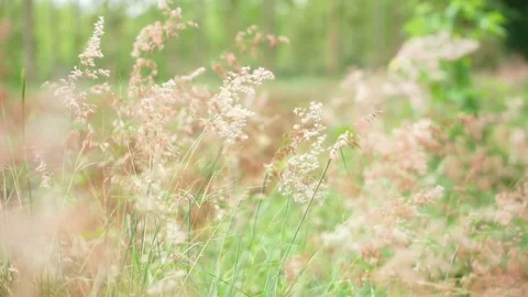 Grass field 2 스톡 동영상 75303644