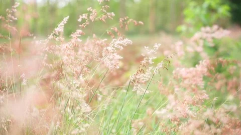 Grass field 3 스톡 동영상 75308856