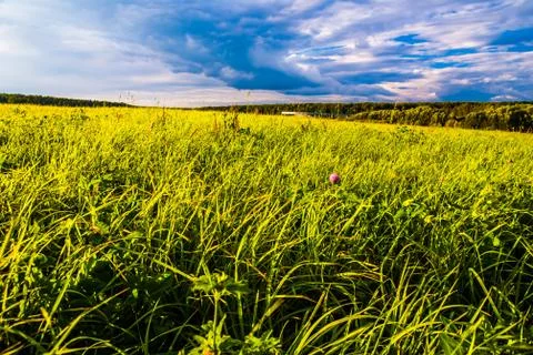 Grass field and dramatic sky at sunset Stock Photos