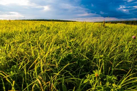 Grass field and dramatic sky at sunset Stock Photos