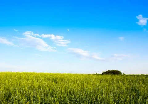 Grass field and dramatic sky at sunset Foto stock