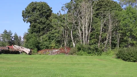 Grass field and forest. Stock Footage 286252866