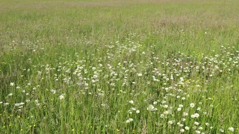 A grass field and meadow Stock Footage 195931202