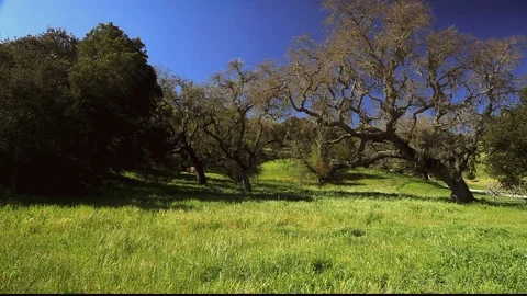 Grass Field And Oak Trees Stock Footage 106107088