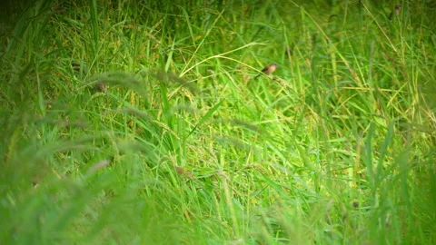 Grass field and small bird on leaf and flower of grass in beautiful view of natu Stock Footage 218975961