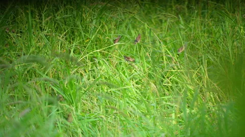 Grass field and small bird on leaf and flower of grass in beautiful view nature Stock Footage 218975976